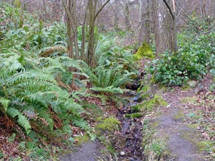 Lincoln Park undergrowth