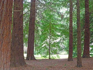 Lincoln Park trees